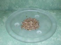 Fenchel