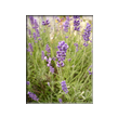 Lavendel