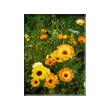 Ringelblume
