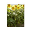 Sonnenblume