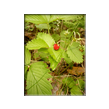 Erdbeere